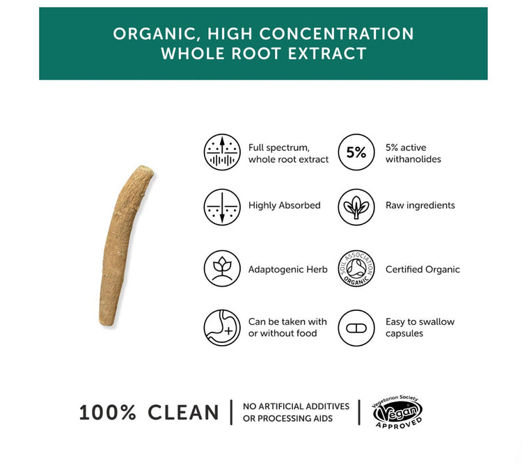 Ashwagandha kosttillskott
Bästa ashwagandha för hälsa
Fullspektrum ashwagandha
Organic ashwagandha
Högkoncentrerat ashwagandha med anolider